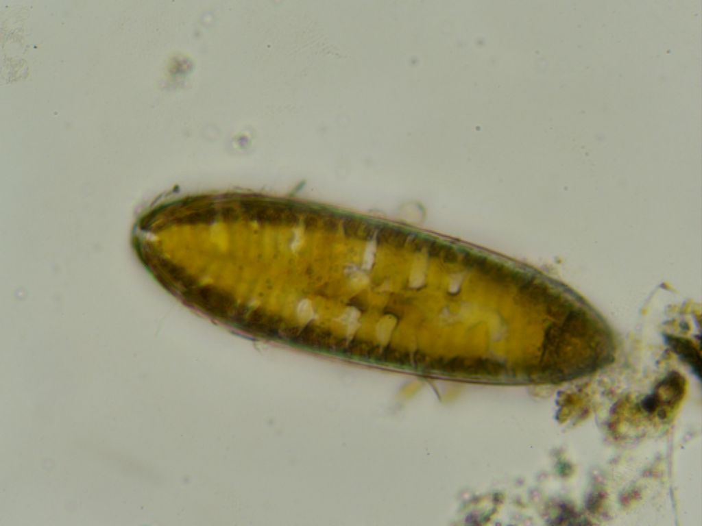 surirella robusta?